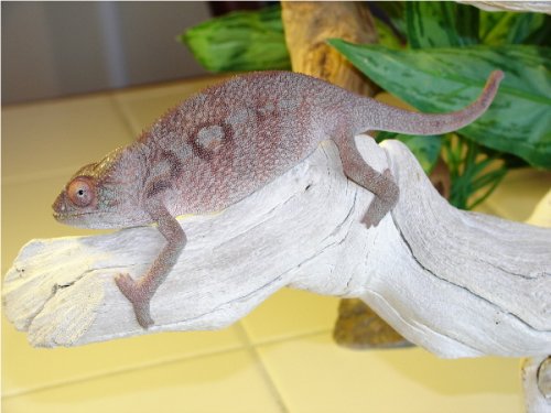 Tierney Female #1.1.jpg