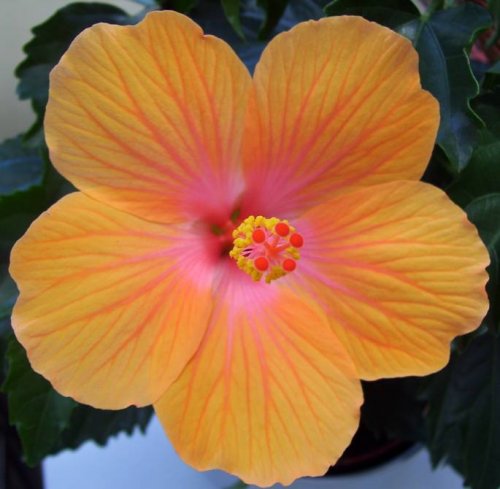 Hibiscus new bloom.jpg