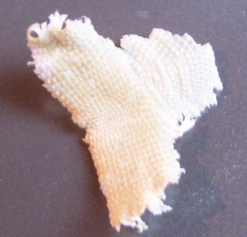 Foot Shed 1.JPG