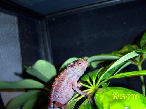 CodiChameleon.jpg