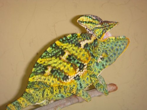 Newholdbacks 020.jpg