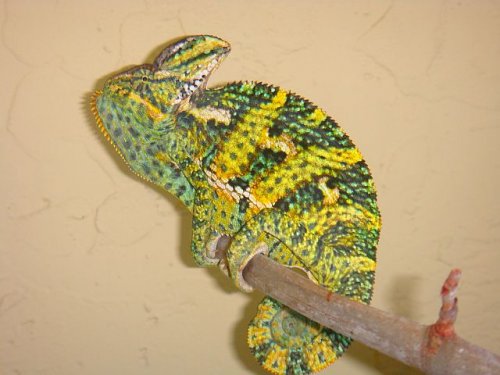 Newholdbacks 022.jpg