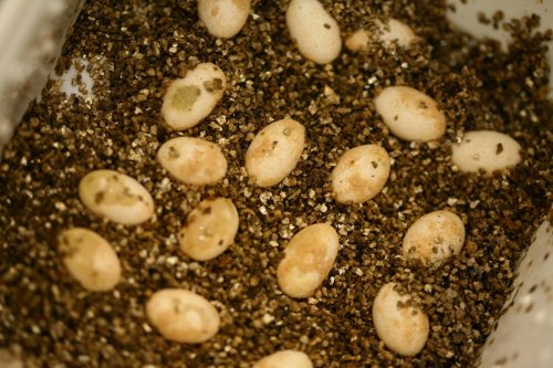 eggs7.jpg