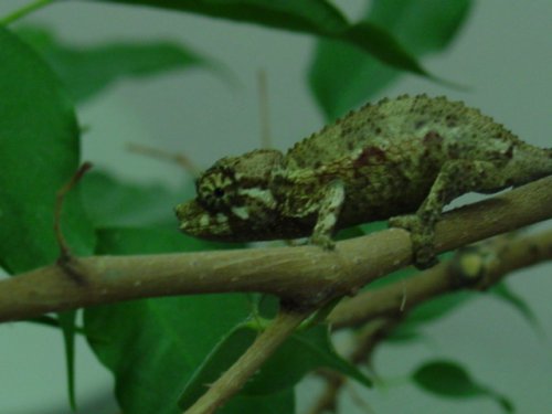 j.xantholophus.JPG
