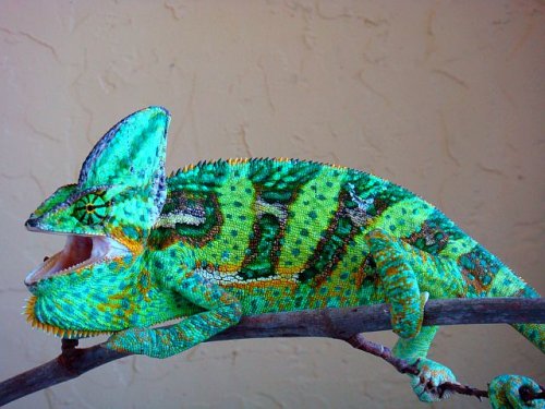 Newholdbacks 024.jpg