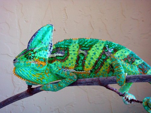 Newholdbacks 025.jpg