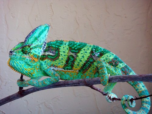 Newholdbacks 026.jpg