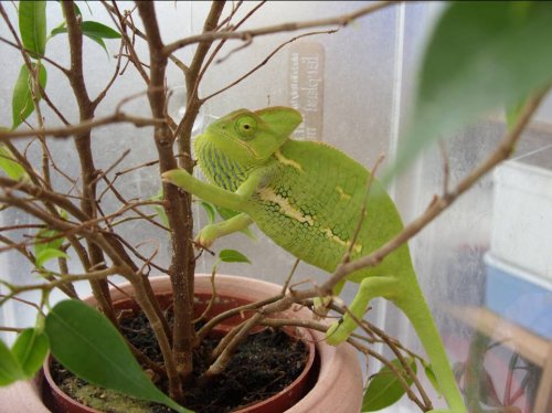 Amy in Ficus 180609.jpg