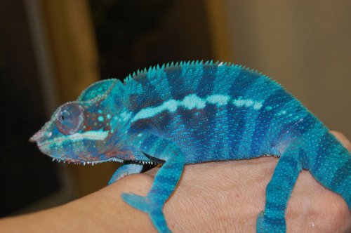 Ambanja juvi 001.jpg