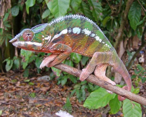 maroantsetra1.jpg