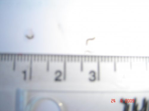 Wierd Worms 2.jpg