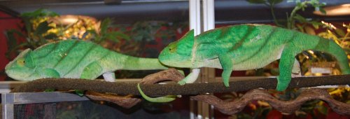 chameleons 022.jpg
