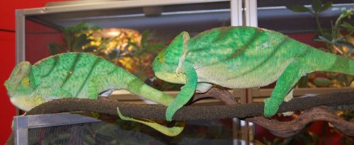 chameleons 023.jpg