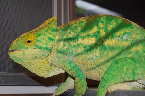 chameleons 026.jpg