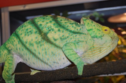 chameleons 028.jpg