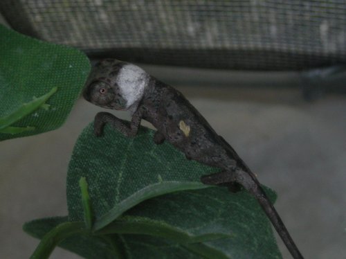 Baby N. Faly 002.jpg