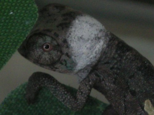 Baby N. Faly 001.jpg