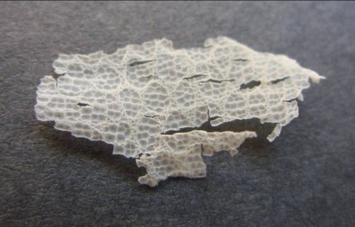 Shed Skin 1.jpg