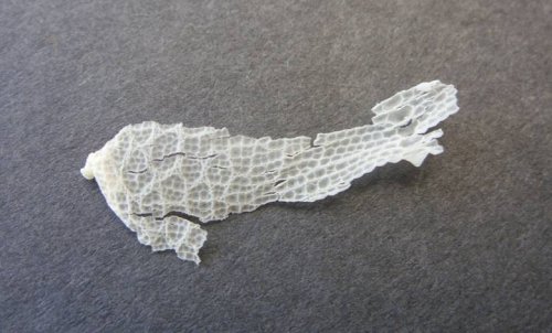 Shed Skin 2.jpg