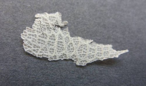 Shed Skin 3.jpg