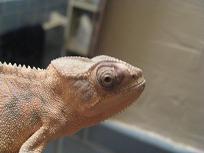 IMG_0421.jpg