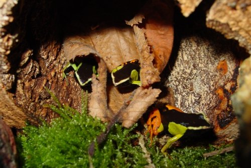 mantella (15).JPG