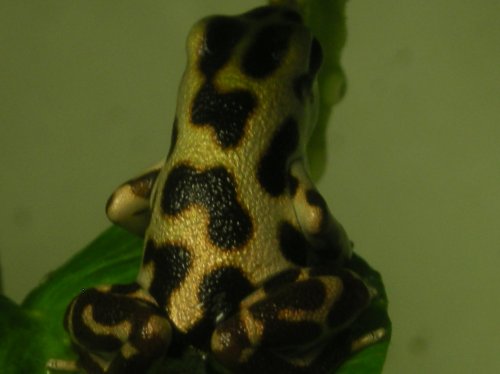 Male Gold Dust Basti 009.jpg