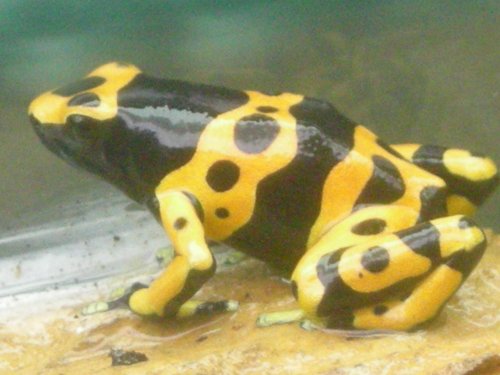 Bum Dart 006.jpg