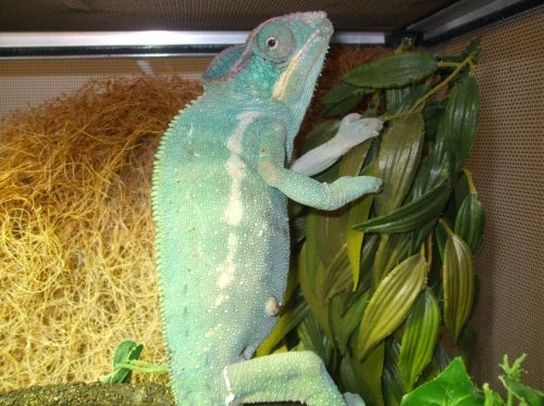 nosey be ambilobe cross babies 042.jpg