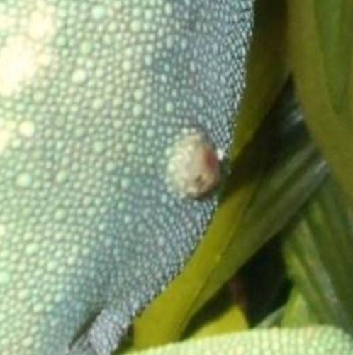 nosey be lump closeup.jpg