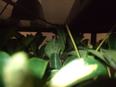 Im watching you.jpg