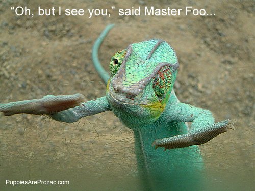 master-foo-chameleon.jpg