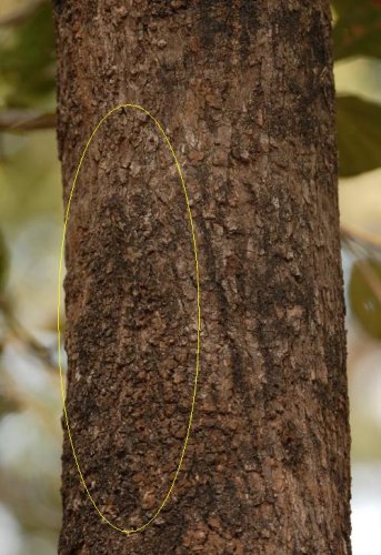 find_the_chameleon_camouflage 2.JPG