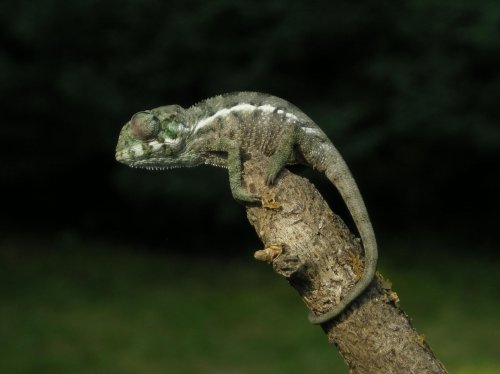 Baby Faly 001.jpg