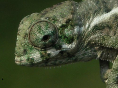 Baby Faly 002.jpg