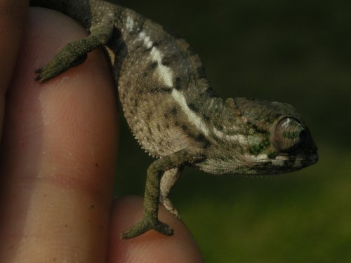 Baby Faly 003.jpg