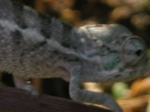 Baby Faly 004.jpg