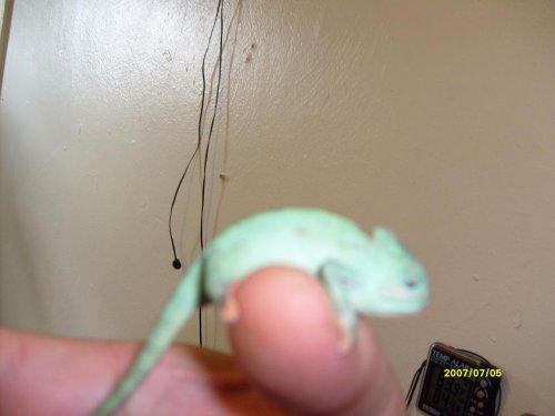 hatchling2009 1.jpg
