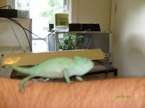 hatchling2009 2.jpg
