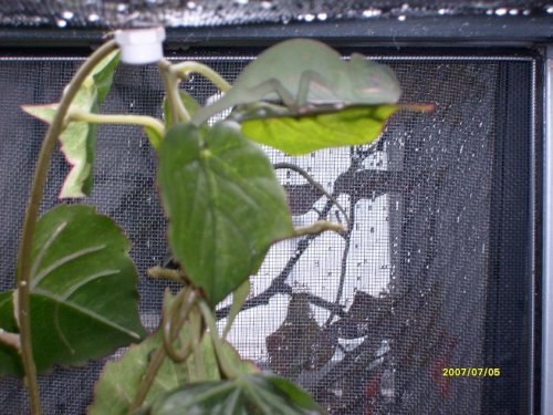 hatchling2009 3.jpg