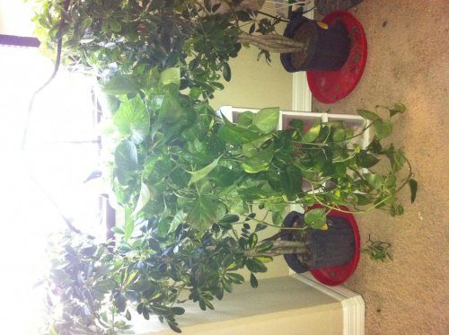 photo_2[1].jpg