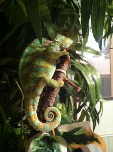 Chevy Post MBD 12 weeks 2.jpg