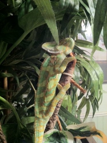 Chevy Post MBD 12 weeks.jpg