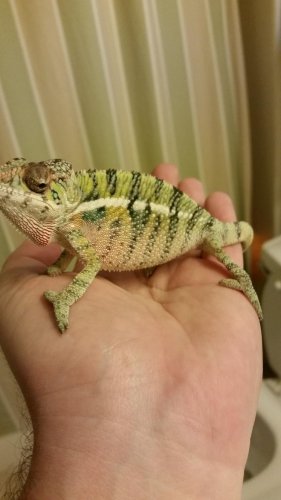 remy hand.jpg