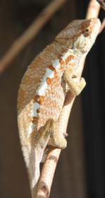 female1.jpg
