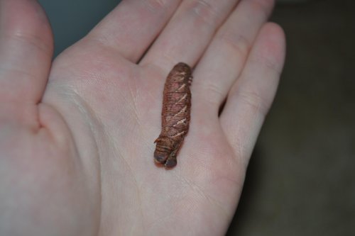 DSC_0004.jpg