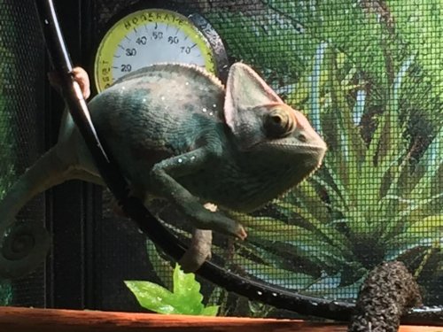 chameleon.jpg