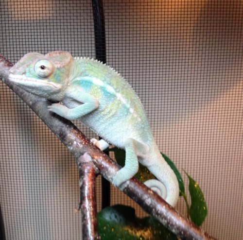 Yoshi 2.jpg