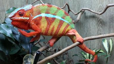 Furcifer Pardalis.jpg