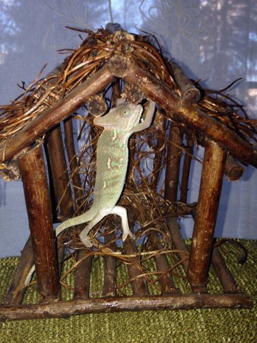 cham and manger.jpg